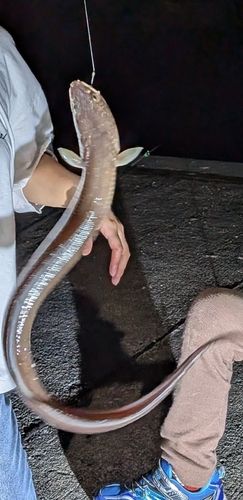 釜石湾