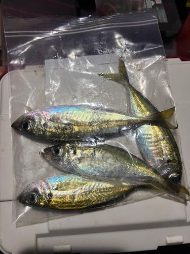 気仙沼湾