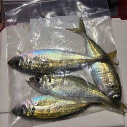 アジ