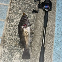 クロソイ