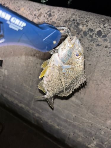 キビレの釣果