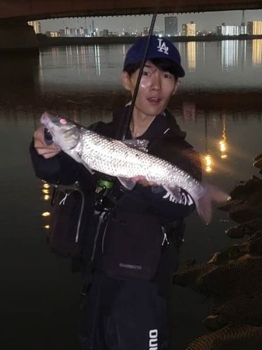 ニゴイの釣果