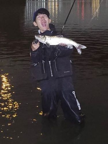ニゴイの釣果