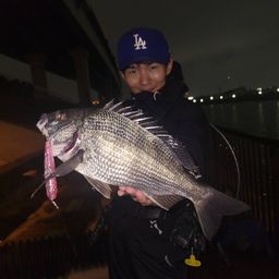 クロダイ