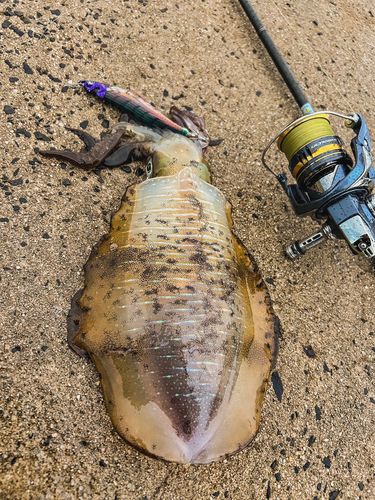 アオリイカの釣果