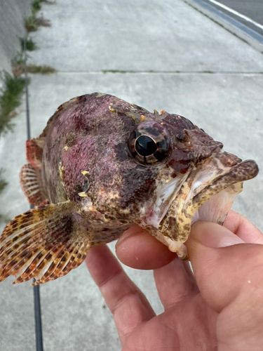 ヨロイメバルの釣果