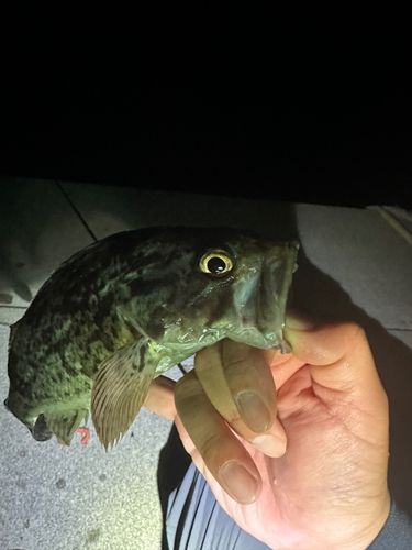 クロソイの釣果