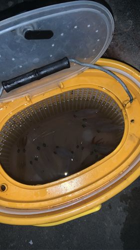 マメイカの釣果