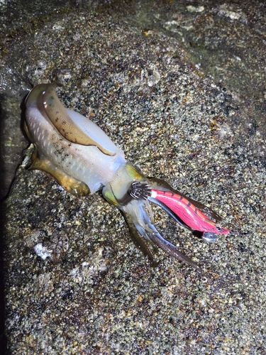アオリイカの釣果