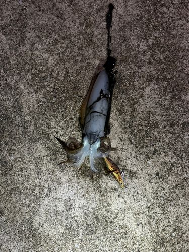 幸ノ浦漁港