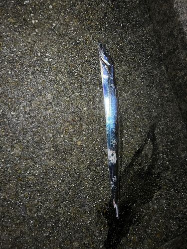 タチウオの釣果