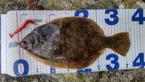 カレイの釣果