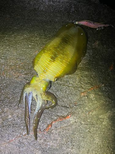 アオリイカの釣果