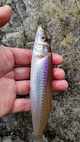 シロギスの釣果