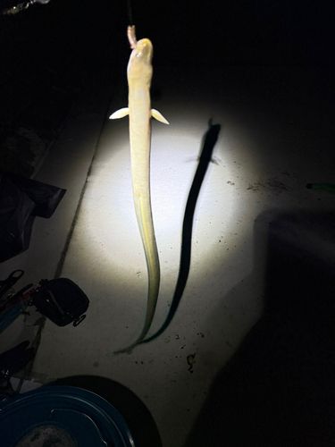 ウナギの釣果