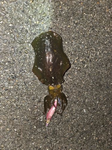 斎灘