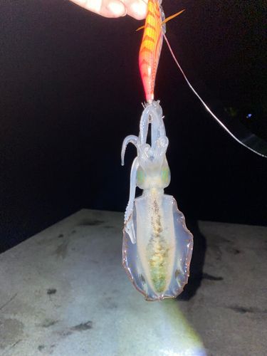 津久見湾