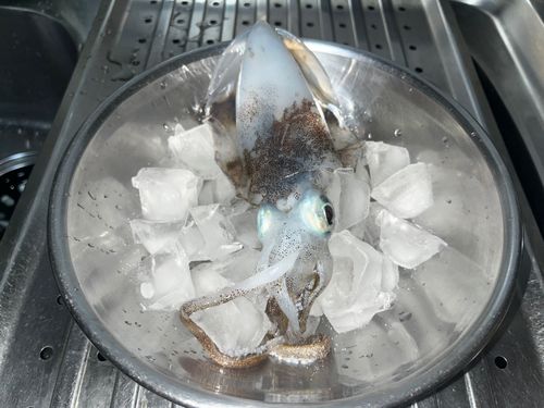 大阪湾