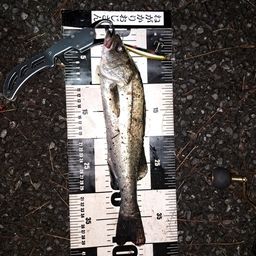シーバス