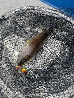 フグの釣果