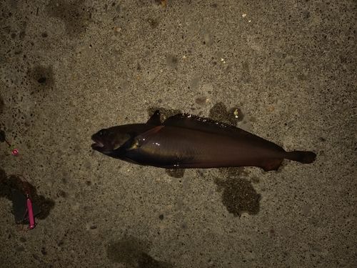 釣果