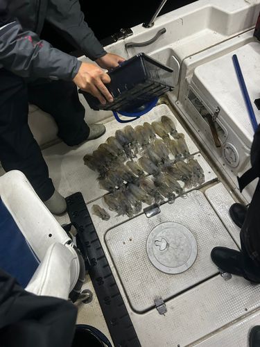 瀬戸内海