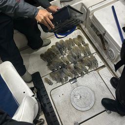 アオリイカ