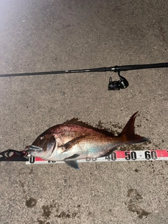 タイの釣果