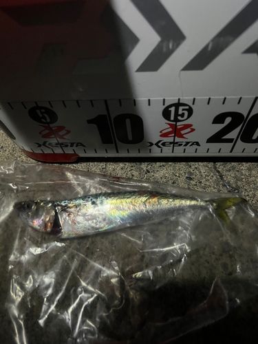 サバの釣果