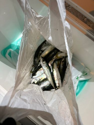 サバの釣果
