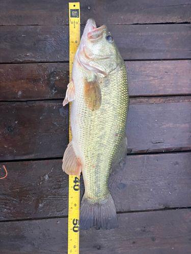 ラージマウスバスの釣果