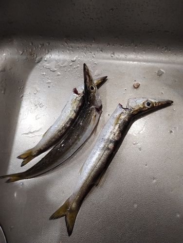 カマスの釣果