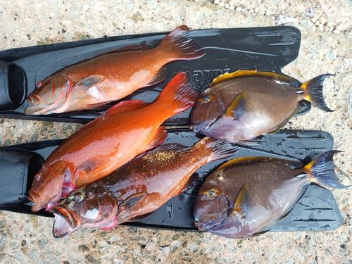 スジアラの釣果
