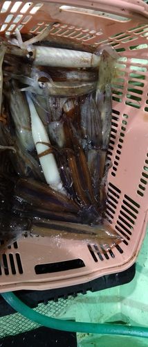 スルメイカの釣果