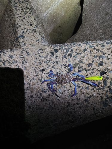 カニの釣果