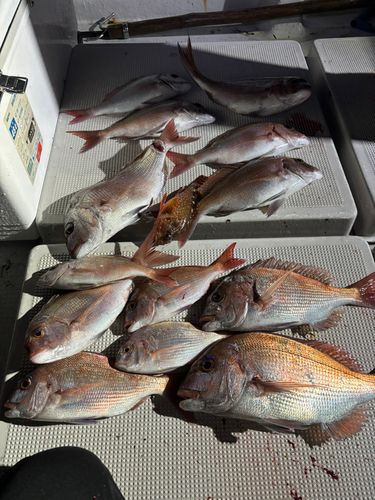 マダイの釣果