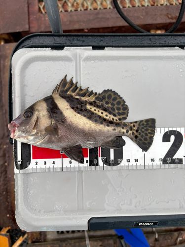 コショウダイの釣果