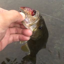 スモールマウスバス