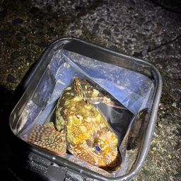 カサゴ