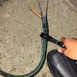 ダツ