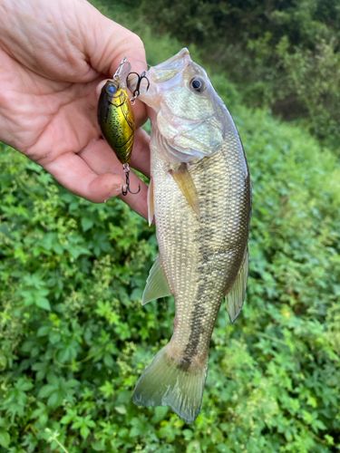 ラージマウスバスの釣果