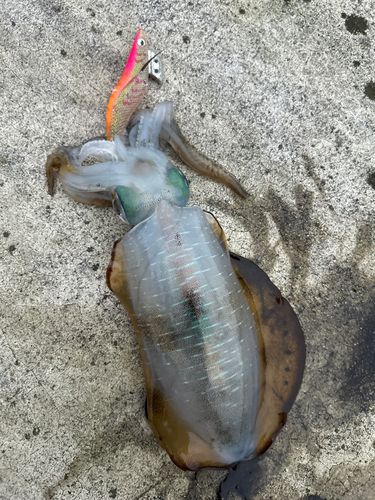 アオリイカの釣果