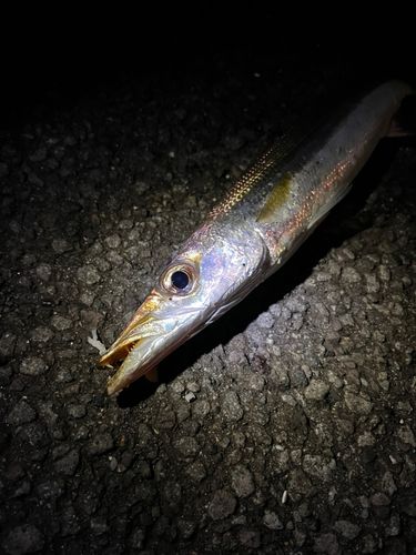 アカカマスの釣果