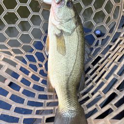 ラージマウスバス