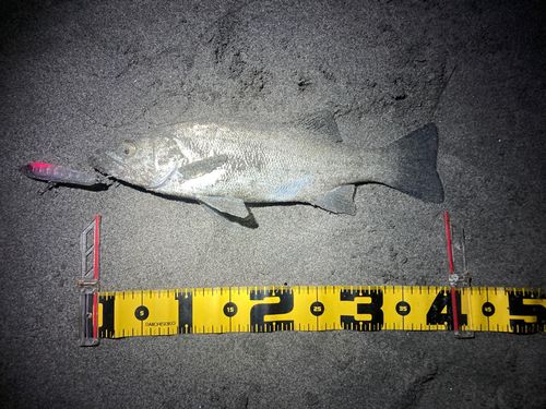 マダカ（ヒラスズキ）の釣果