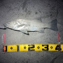 マダカ（ヒラスズキ）