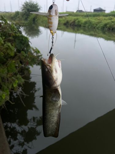 ナマズの釣果