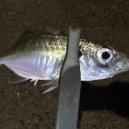 アジ