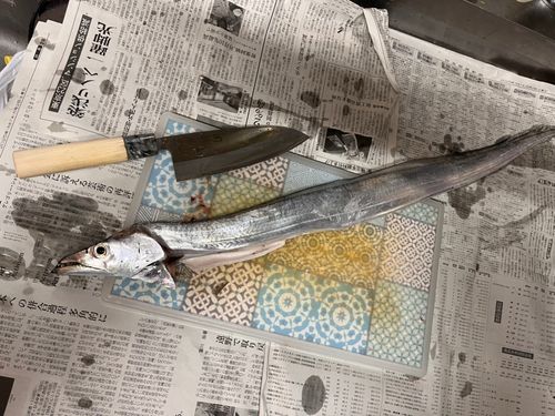 タチウオの釣果