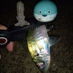 マアジ
